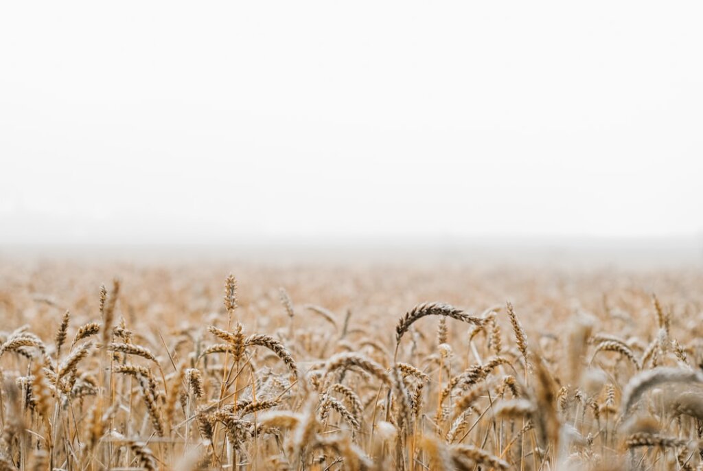 Photo credit agriculture