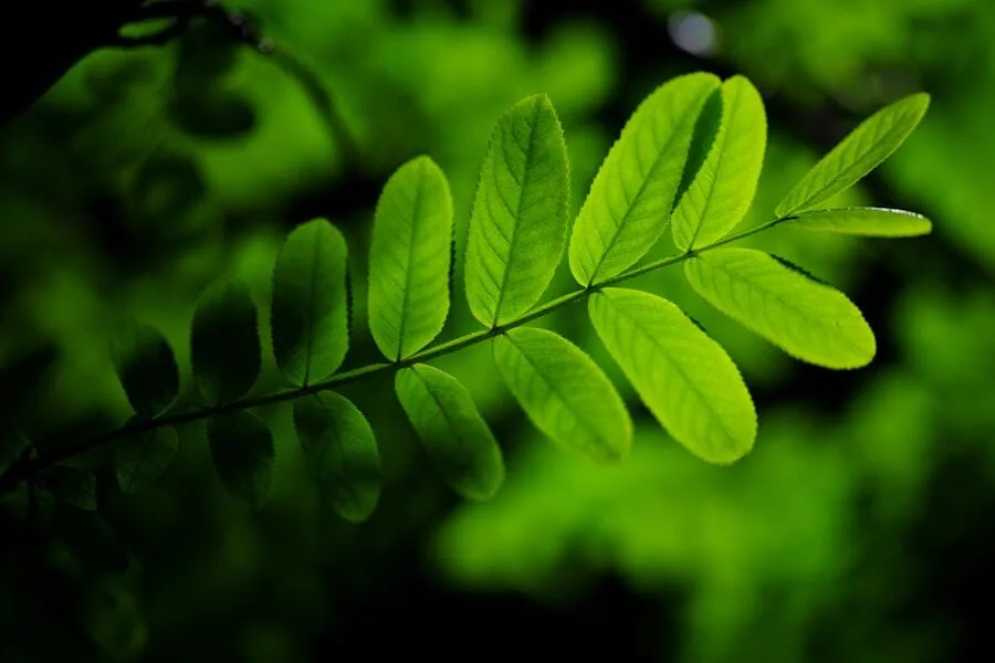 green financing