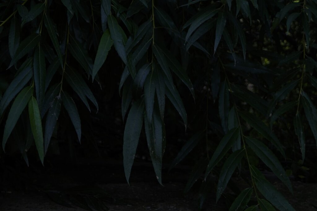 Photo Pārkreditācija